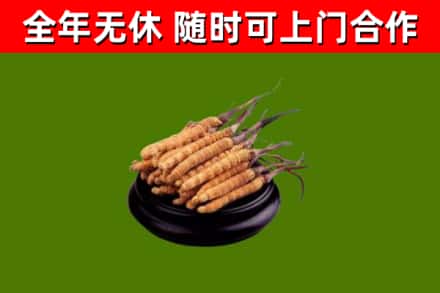 丽水烟酒回收冬虫夏草.jpg